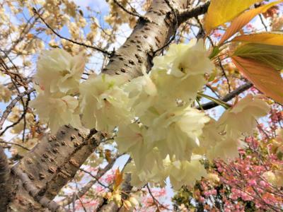 園内の八重桜が見頃の神戸ワイナリー（農業公園）