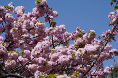 20230409-2 汐留 今週は、八重桜ですね。躑躅も藤も咲き始め。浜離宮恩賜庭園。