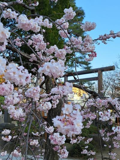 四柱神社と松本城夜桜