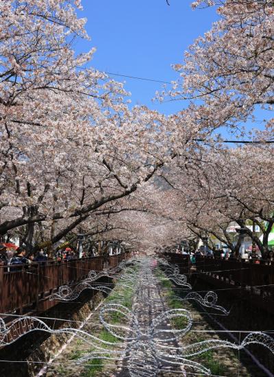 2023年4月クィーンビートルで行く韓国 鎮海・ソウル・栄州・釜山・浦項の旅（２）桜吹雪の鎮海に行ってきました！