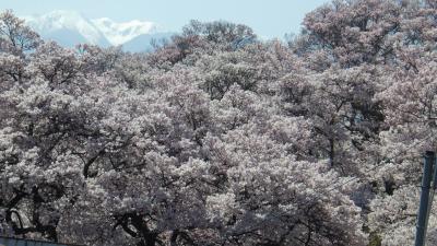 飯田市街の一本桜と高遠城址公園
