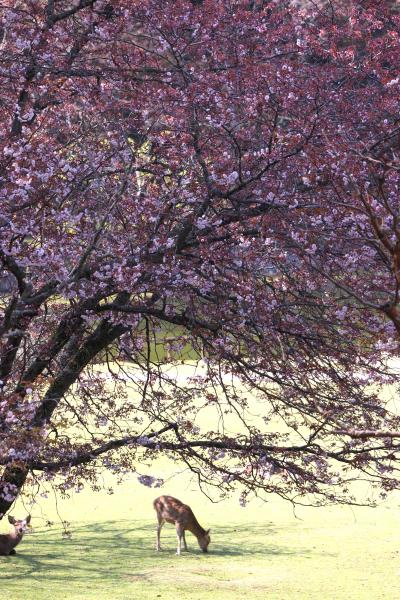 奈良の桜めぐり（奈良ホテル・浮見堂・飛火野・春日野園地・三社託宣池・正倉院・興福寺　）