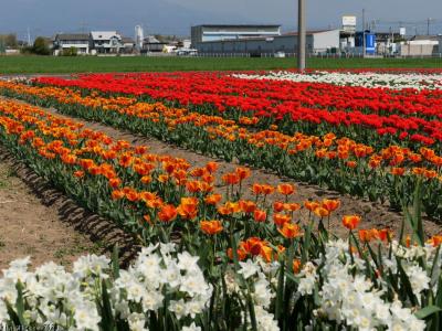 「玉村町北部公園」のチューリップ_2023_綺麗に咲き揃って、見頃が続いていました（群馬県・玉村町）