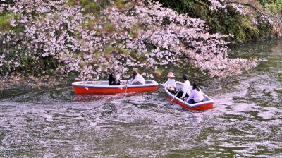 【東京の桜花見】七変化：NAKED桜の新宿御苑、千鳥ヶ淵の花筏、代々木公園で春満開