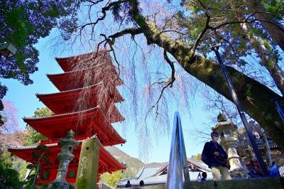 身延山・久遠寺のシダレザクラ