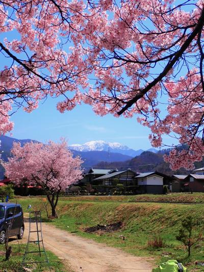 ちょうど見頃！高遠・駒ヶ根でお花見＊1 昼の高遠ー2023.4ー