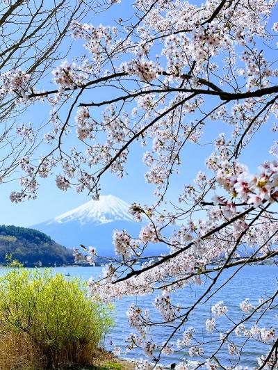 富士山と桜を見る