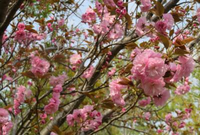 2023春、名古屋の桜2(2/11)：東山動植物園(2)：兼六園菊桜、一葉、御室有明、奥州里桜