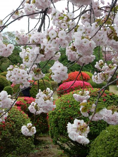 「　新宿御苑　桜　サクラ　さくら　お花見　さんぽ　」　2023