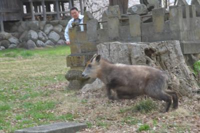 “カモシカ”さん、桜吹雪を浴びてダッシュでご帰宅!