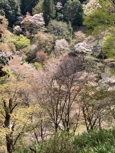 厳かな高野山、最高の桜日和の吉野山