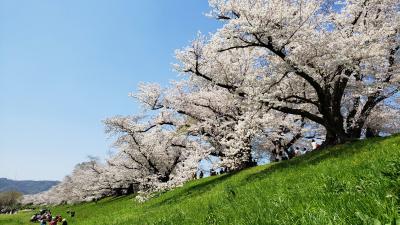 2023年花便り・八幡背割堤桜並木