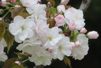 2023春、名古屋の桜2(4/11)：東山動植物園(4)：福禄寿、白妙、須磨浦普賢象、御室有明