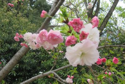 2023春、名古屋の桜2(3/11)：東山動植物園(3)：白雪、御衣黄、紅華、松月、白雪