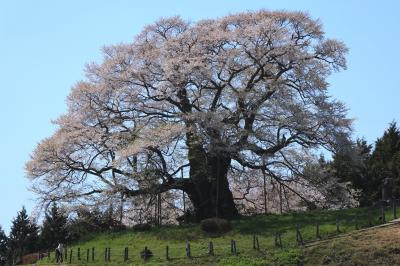 岡山県北のカタクリと桜の名所めぐり