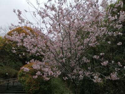 新緑とまだ桜を楽しめた旅