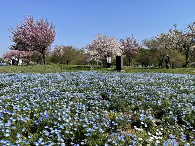 舎人公園のネモフィラと八重桜