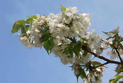2023春、名古屋の桜2(5/11)：東山動植物園(5)：名島桜、三ケ日桜、大島桜、兼六園熊谷