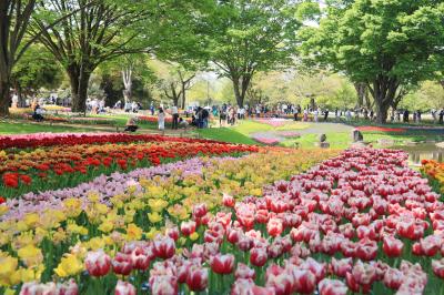 昭和記念公園のチューリップ模様・・・