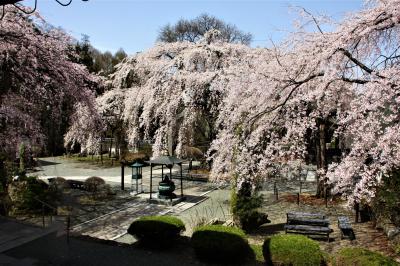 今年の桜は早咲きだったが、まだまだ間に合う信州は”東信”エリアのお花見会！！！