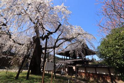 2023sakuraシリーズ３♪　　名古屋城の桜、稲武瑞龍寺のしだれ桜♪&無残散りはての高遠桜