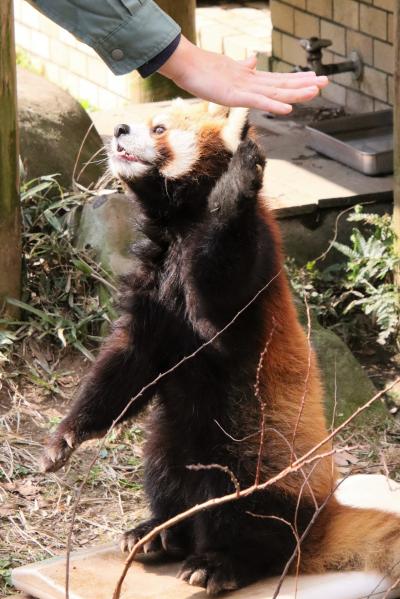 やっと宮崎鹿児島レッサーパンダ遠征４泊３日（８）平川動物公園（３）レッサーパンダ全員トレーニングが屋外で見られた幸運＆隣人のオランウータン他