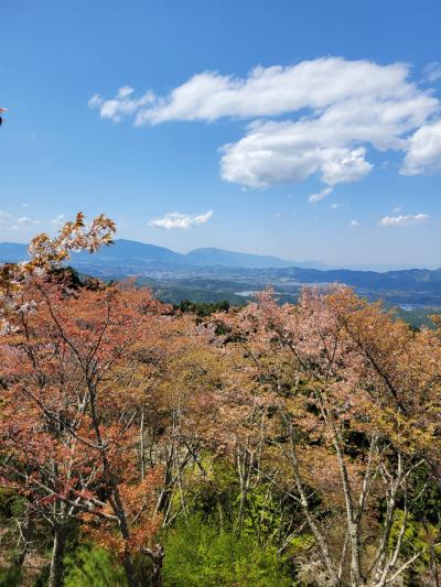 吉野山の桜