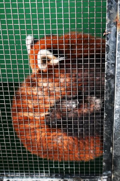 レッサーパンダはかわゆい !!! 安佐動物公園