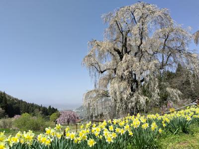 信州高山しだれ桜巡り