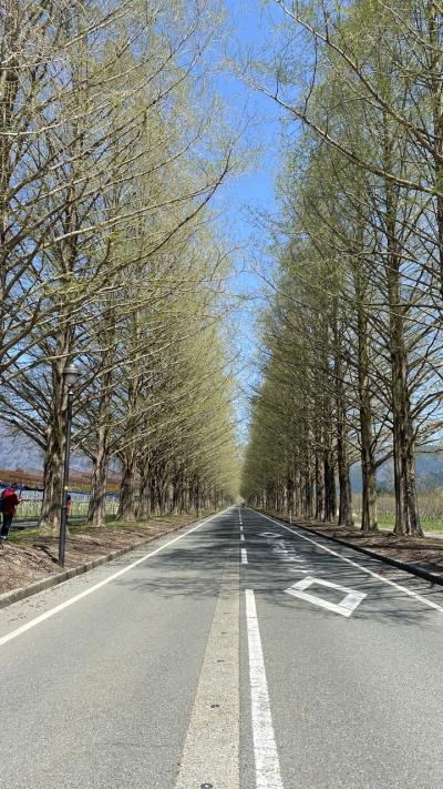 滋賀県　3泊4日の旅② メタセコイア並木・比叡山延暦寺