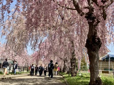 【2023年福島】喜多方のしだれ桜並木と日中線記念館＆・・・