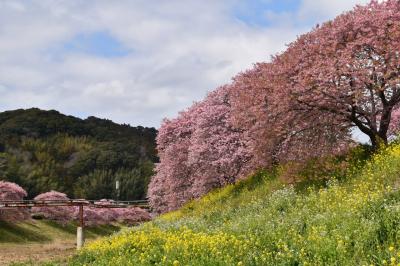 明治維新はここから始まった！海鮮と桜の下田行