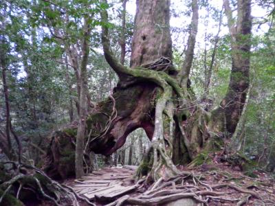 天気に恵まれた屋久島(選択を間違え後悔の登山)