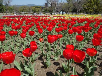 万博記念公園は花盛り。チューリップ園もとってもきれい。春爛漫。