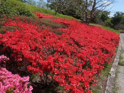 万博記念公園のつつじヶ丘でつつじの種類の多さに驚く。