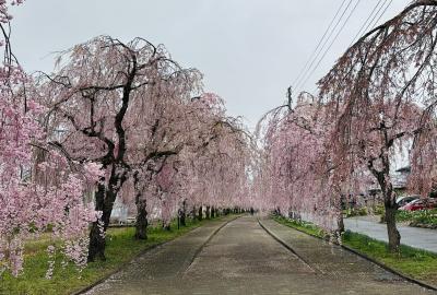 枝垂桜満開の日中線跡