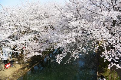 そうだ！ 京都へ花見に行こう♪・・・で 伏見十石舟に乗ってみた