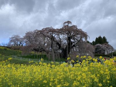 2023年4月 福島三春のサクラとお城巡りドライブ