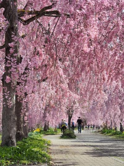 日中線しだれ桜　日帰り弾丸ひとり旅