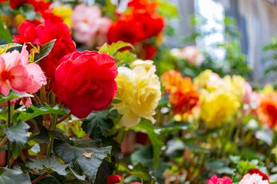 鬼怒川/川治/湯西川ぐるり旅【2】~一面に広がるベゴニア~日光花いちもんめ