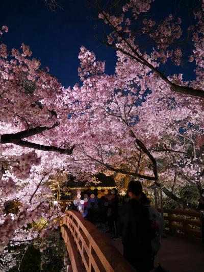 ちょうど見頃！高遠・駒ヶ根でお花見＊2 夜の高遠と2日目駒ヶ根ー2023.4ー