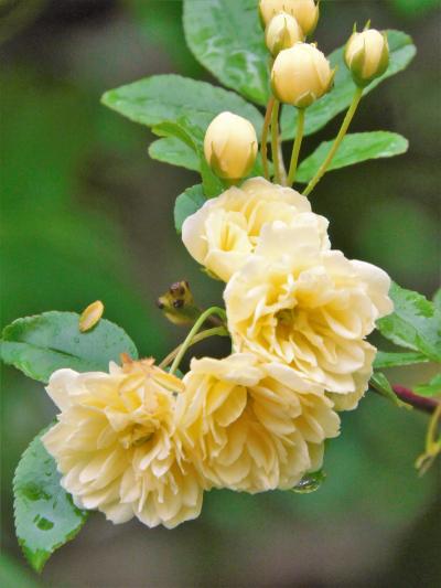 神戸しあわせの村に咲く春の花々