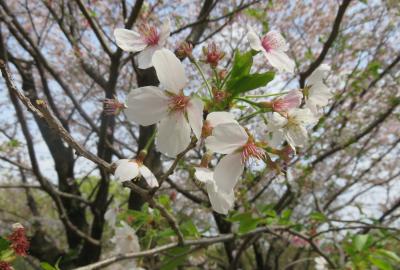 2023春、名古屋の桜2(6/11)：東山動植物園(6)：八重紅枝垂、奥州里桜、江戸彼岸