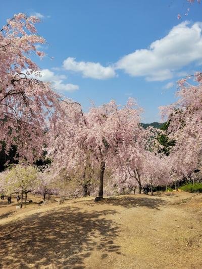 高見の郷の桜