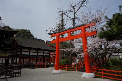 京都訪問2023⑥（洛北の桜の名所・京都市内：下鴨神社（賀茂御祖神社）、上賀茂神社（賀茂別雷神社））