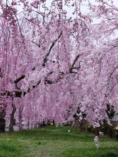 駆け込みセーフ！　お花見＆温泉　福島誕生日旅行　奥会津金山町の温泉