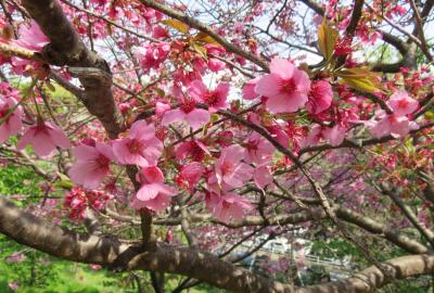 2023春、名古屋の桜2(8/11)：東山動植物園(8)：松前早咲、思川、四季桜、八重紅彼岸