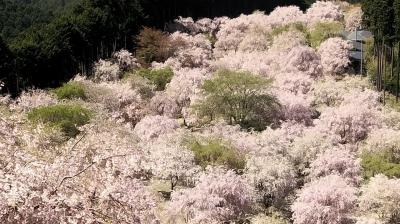 春の奈良②　高見の郷