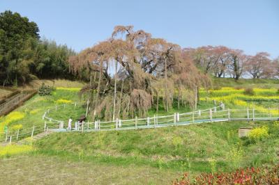 福島県（葉）桜巡り