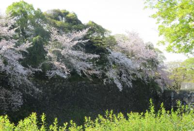 2023春、名古屋の桜2(10/11)：名城公園(1)：桜並木、染井吉野の落花、金シャチ横丁